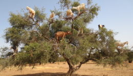 kozy a drzewa arganowe